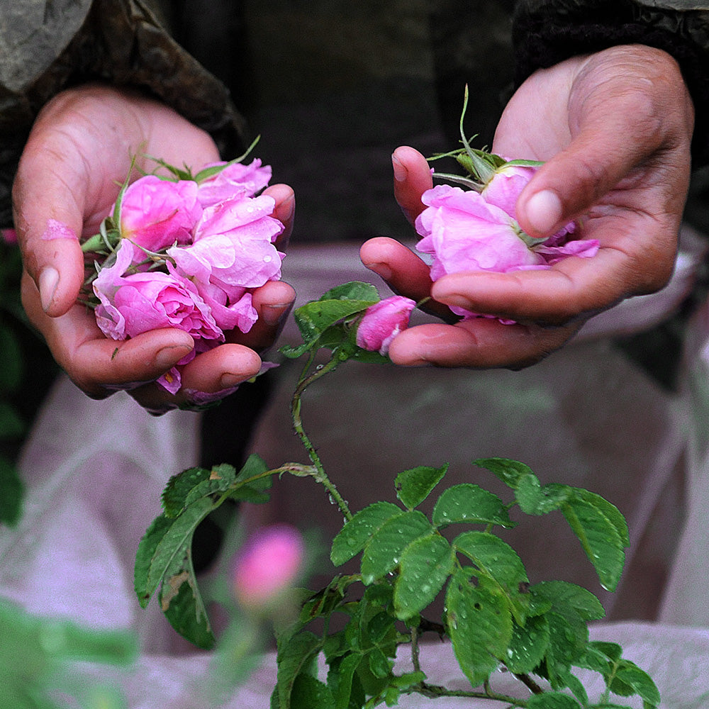 Hand-Picked with Care